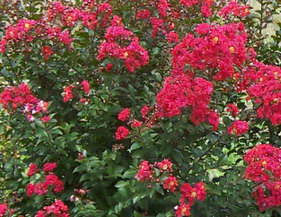 Princess Holly Ann Crape Myrtle by at Twin Oaks