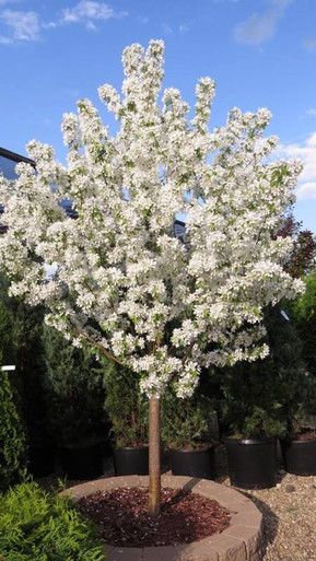 Spring Snow Crabapple Tree - Gorgeous White Blossoms & Low