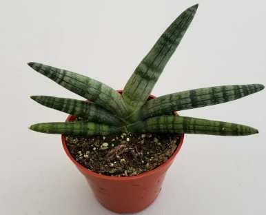 Low-Maintenance Sansevieria Starfish Plant for Home