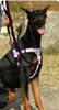 Rose Pink Freedom No-Pull Dog Harness & Optional Leads