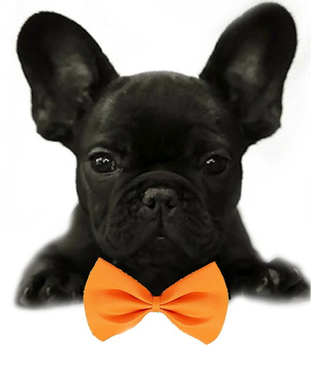 small dog bow tie