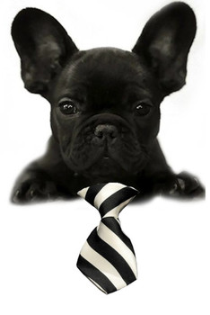 large dog neck tie