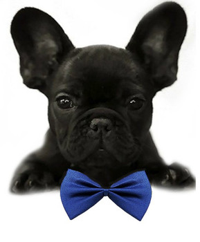 Royal Blue Solid Small Dog Bow Tie