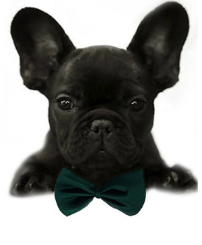 Forest Green Solid Small Dog Bow Tie