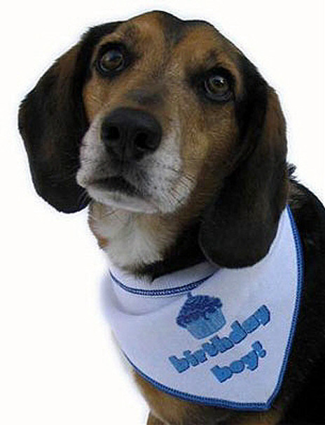 Birthday Boy Bandana Scarf in White