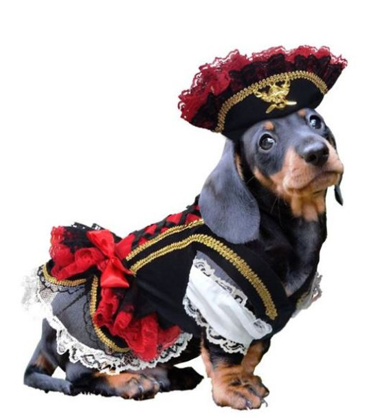 Swashbuckler Pirate Girl Pet Dog Costume