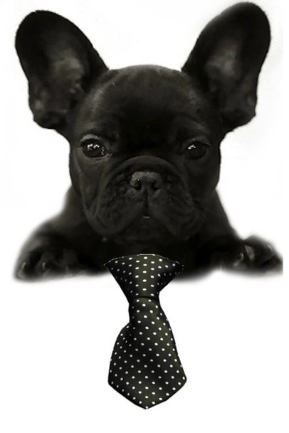 Black Swiss Dot Small Dog Neck Tie