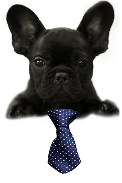 Navy Blue Swiss Dot Small Dog Neck Tie