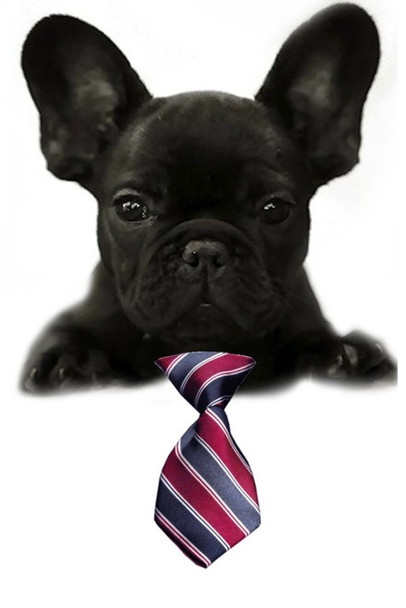 Classic Stripe Small Dog Neck Tie