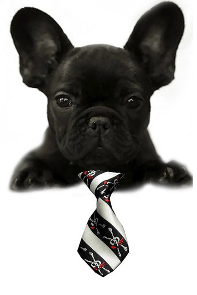 Jolly Rogers Small Dog Neck Tie