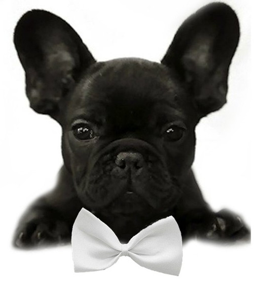 White Solid Small Dog Bow Tie