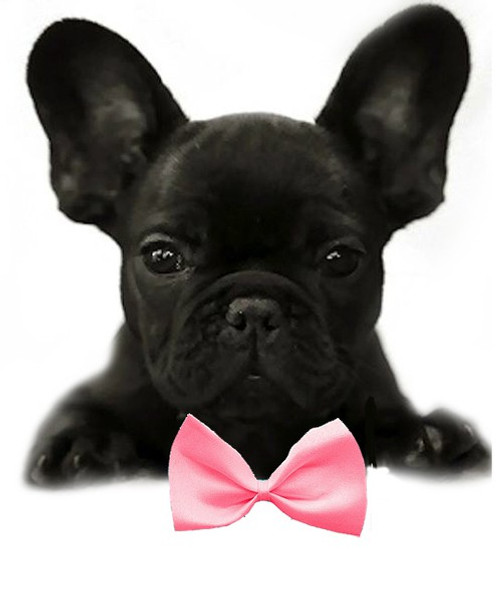 Bubblegum Pink Solid Small Dog Bow Tie