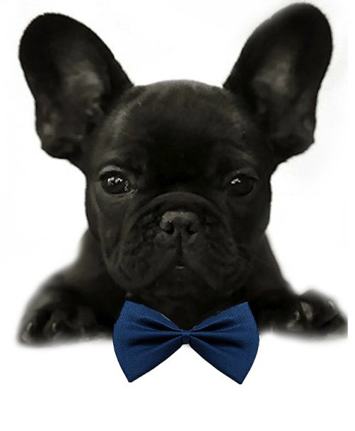 Navy Blue Solid Small Dog Bow Tie