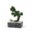 1:12 Scale Modern Classical Miniature Collectable Dollhouse Decor Bonsai Tree with gravel and zen garden rock in stone pot