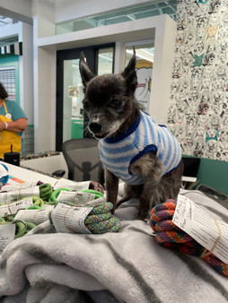 Dog wearing a sweater in front of leashes