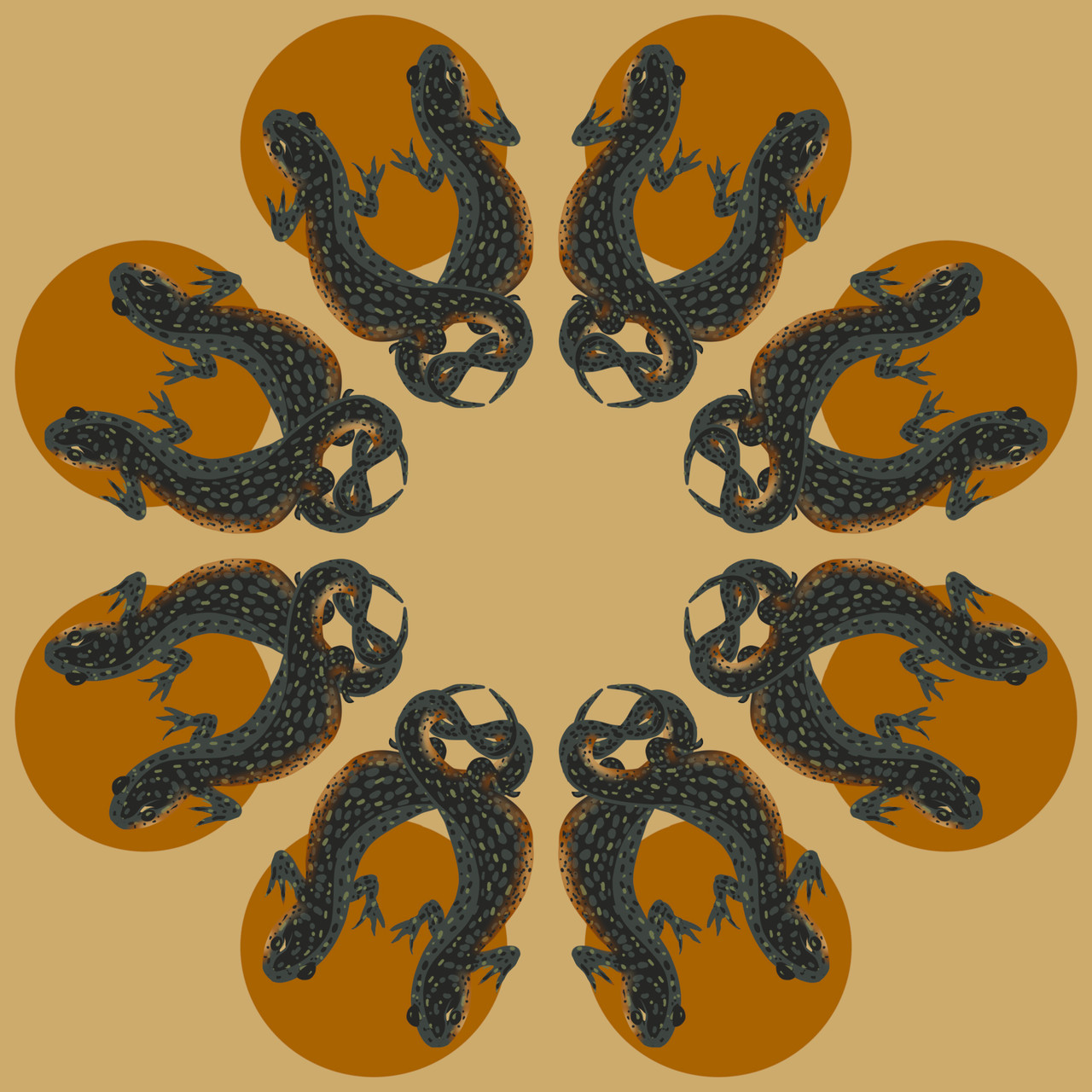 Black-spotted Newt (Notophthalmus meridionalis)