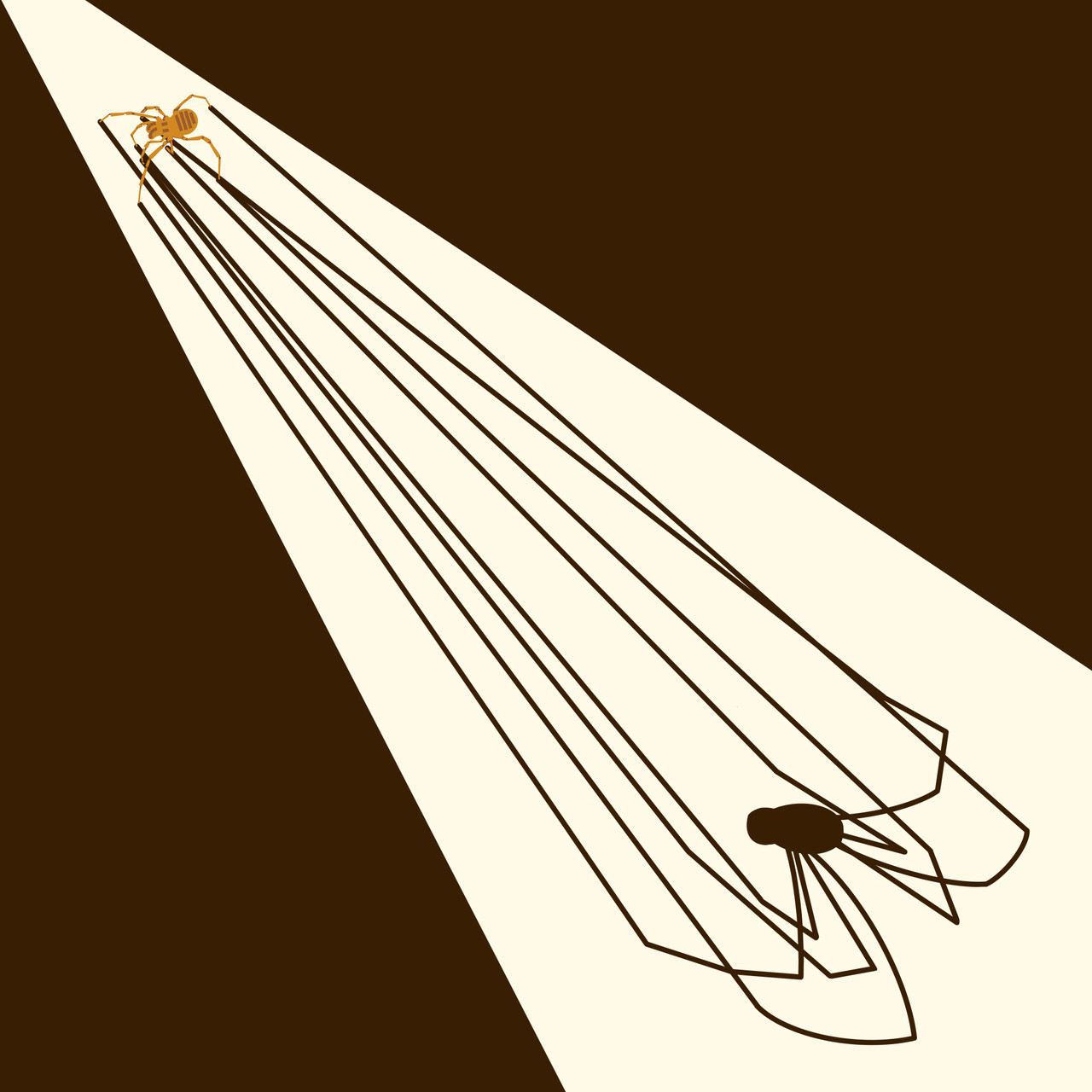 Bee Creek Cave harvestman (Texella reddelli) & Bone Cave harvestman (Texella reyesi)