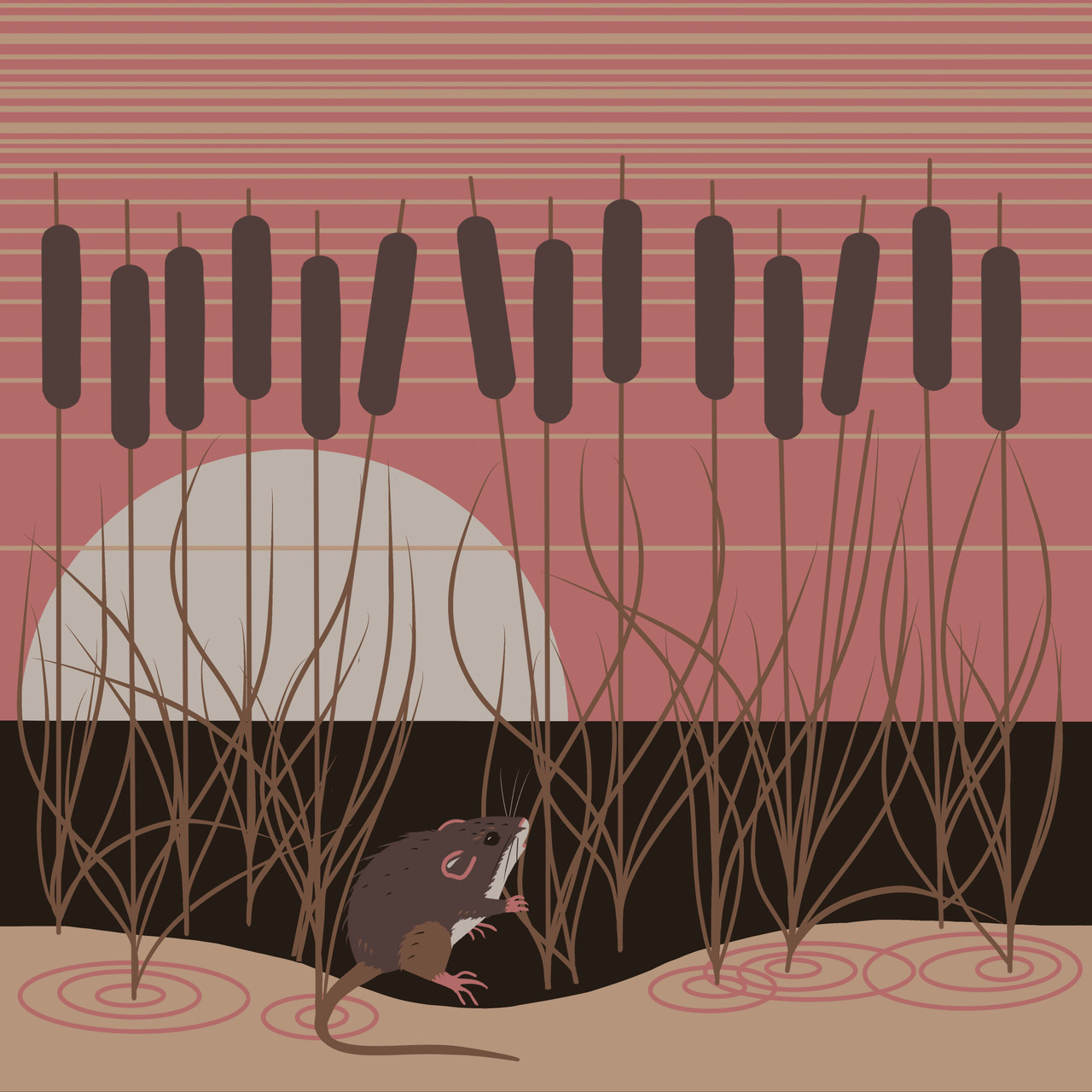 Texas' Threatened Mammal: Coues' Rice Rat (Oryzomys couesi)