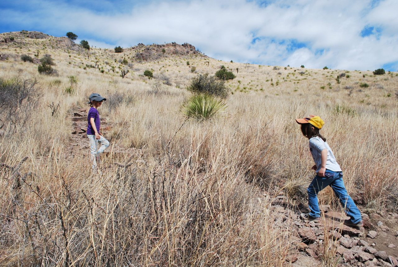 Davis Mountain Cottontail