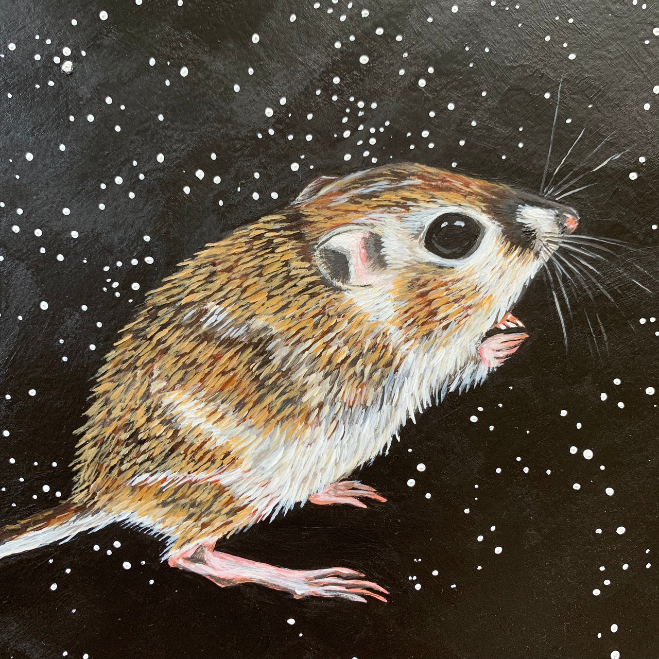 Meet Texas' Threatened Texas Kangaroo Rat
