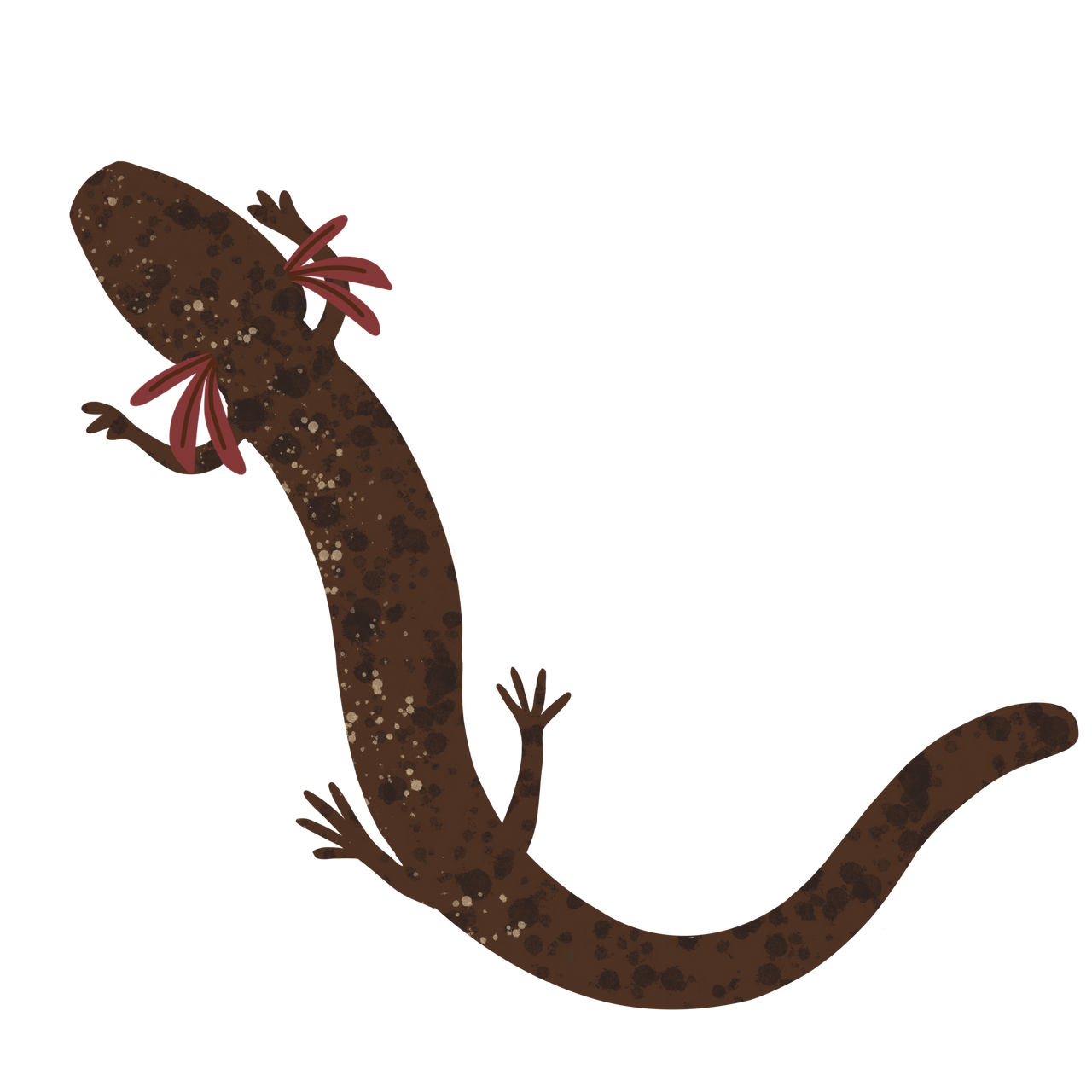 Jollyville Plateau Salamander (Eurycea tonkawae)