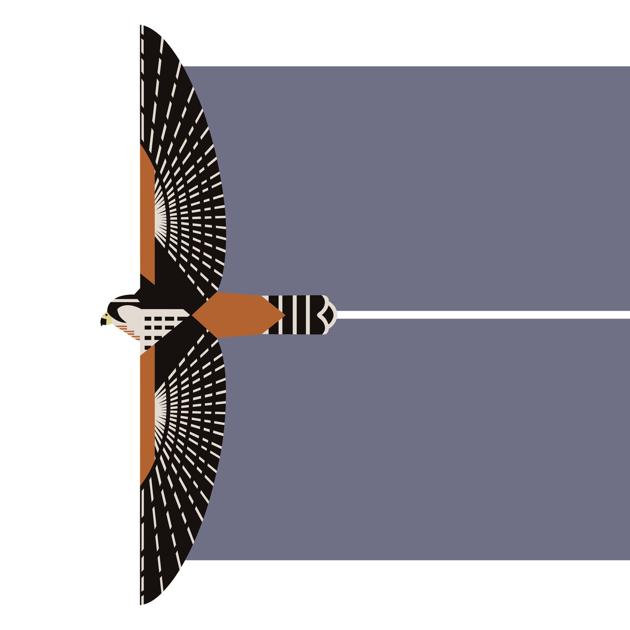 Northern Aplomado Falcon (Falco femoralis septentrionalis) - Endangered