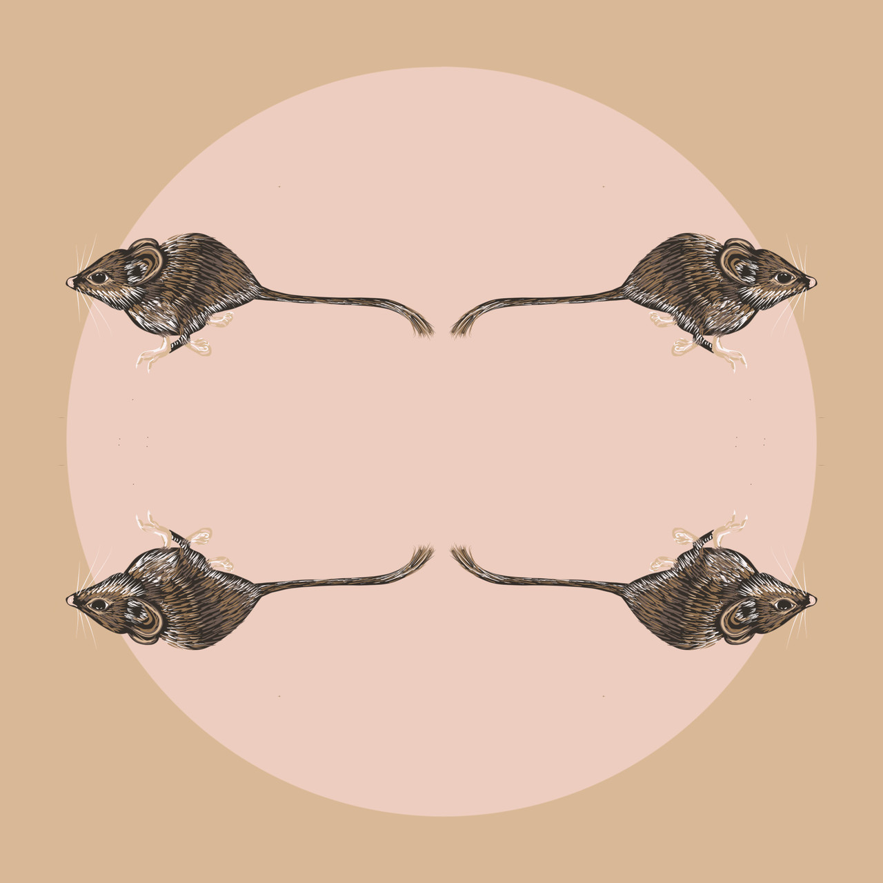 Meet Texas' Threatened Palo Duro Mouse