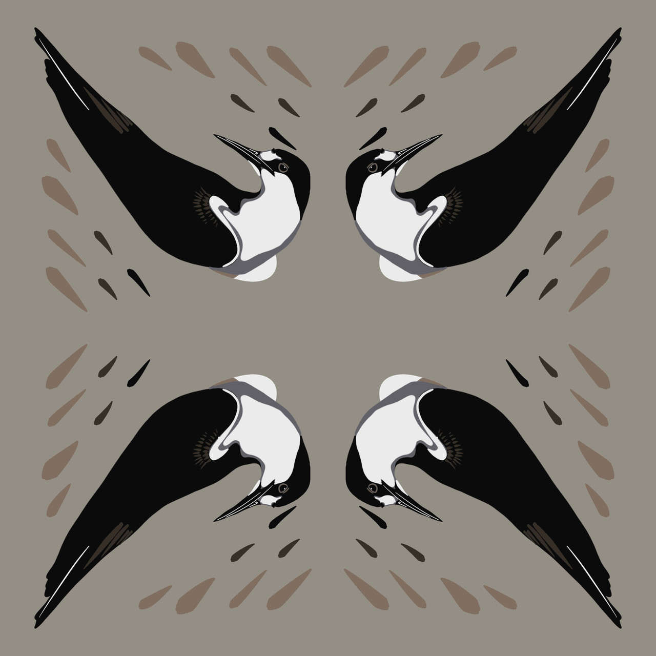 Sooty Tern (Sterna fuscata)