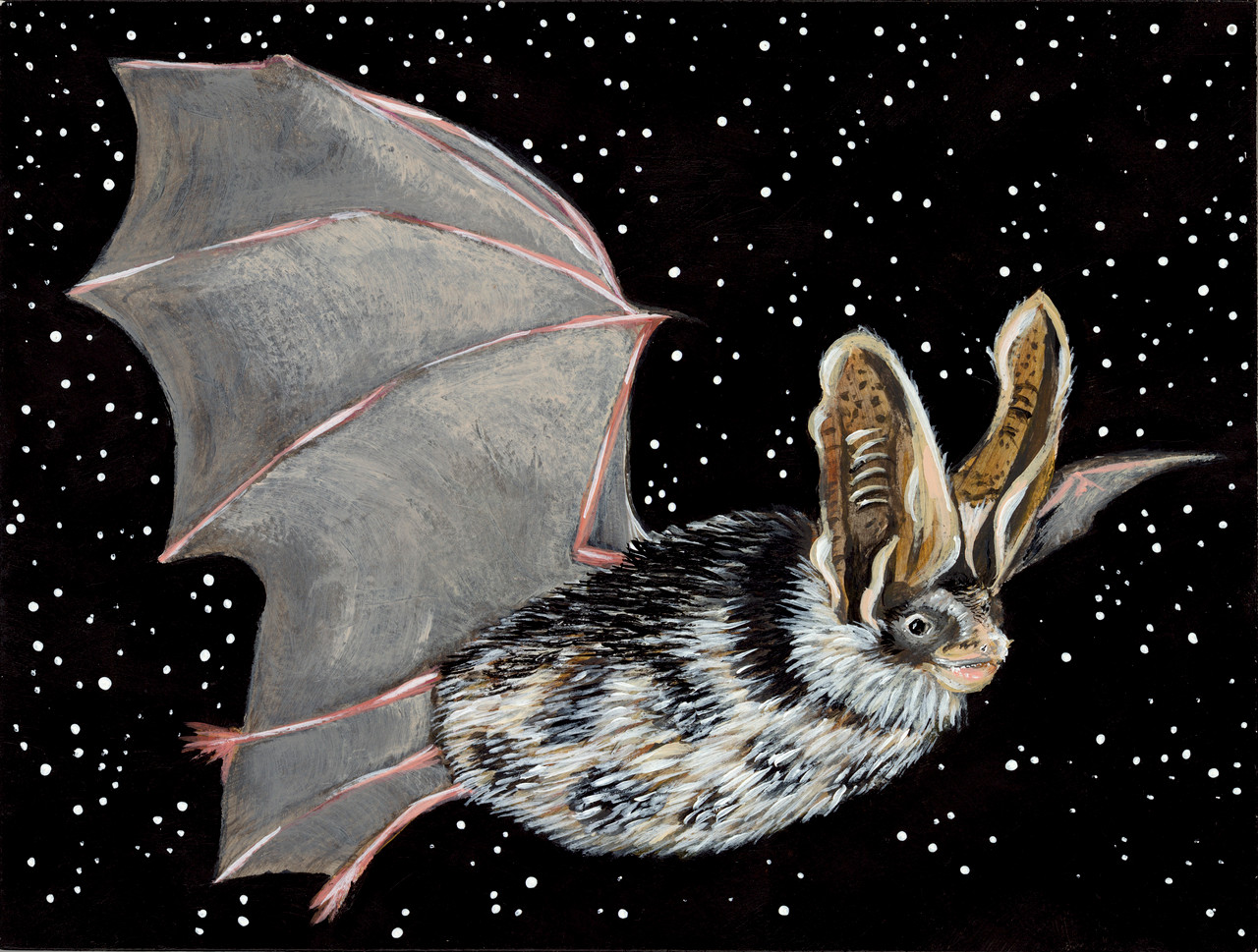 Meet the Threatened Spotted Bat (Euderma maculatum)