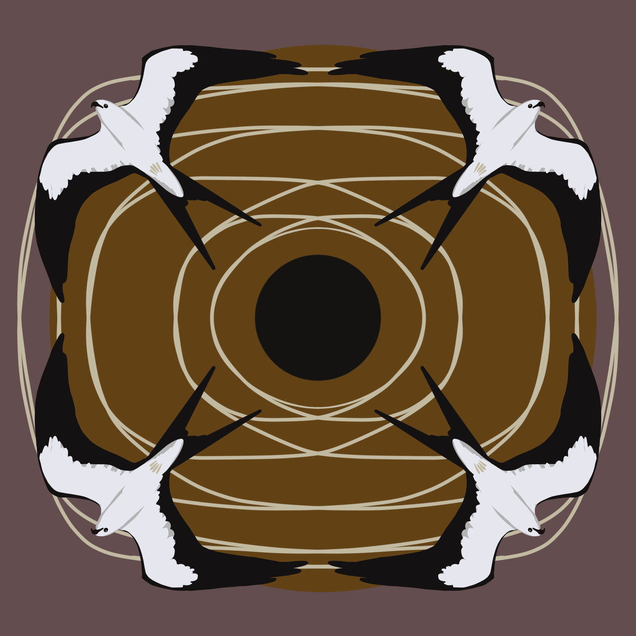 Swallow-tailed Kite (Elanoides forficatus)  (Threatened Texas Bird) 