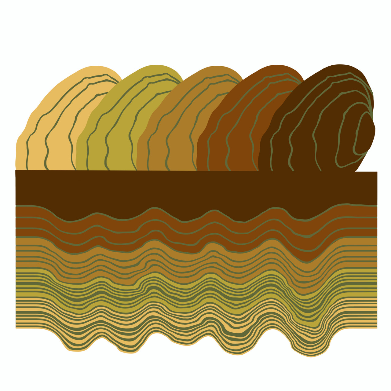 Texas Pimpleback (Cyclonaias petrina)