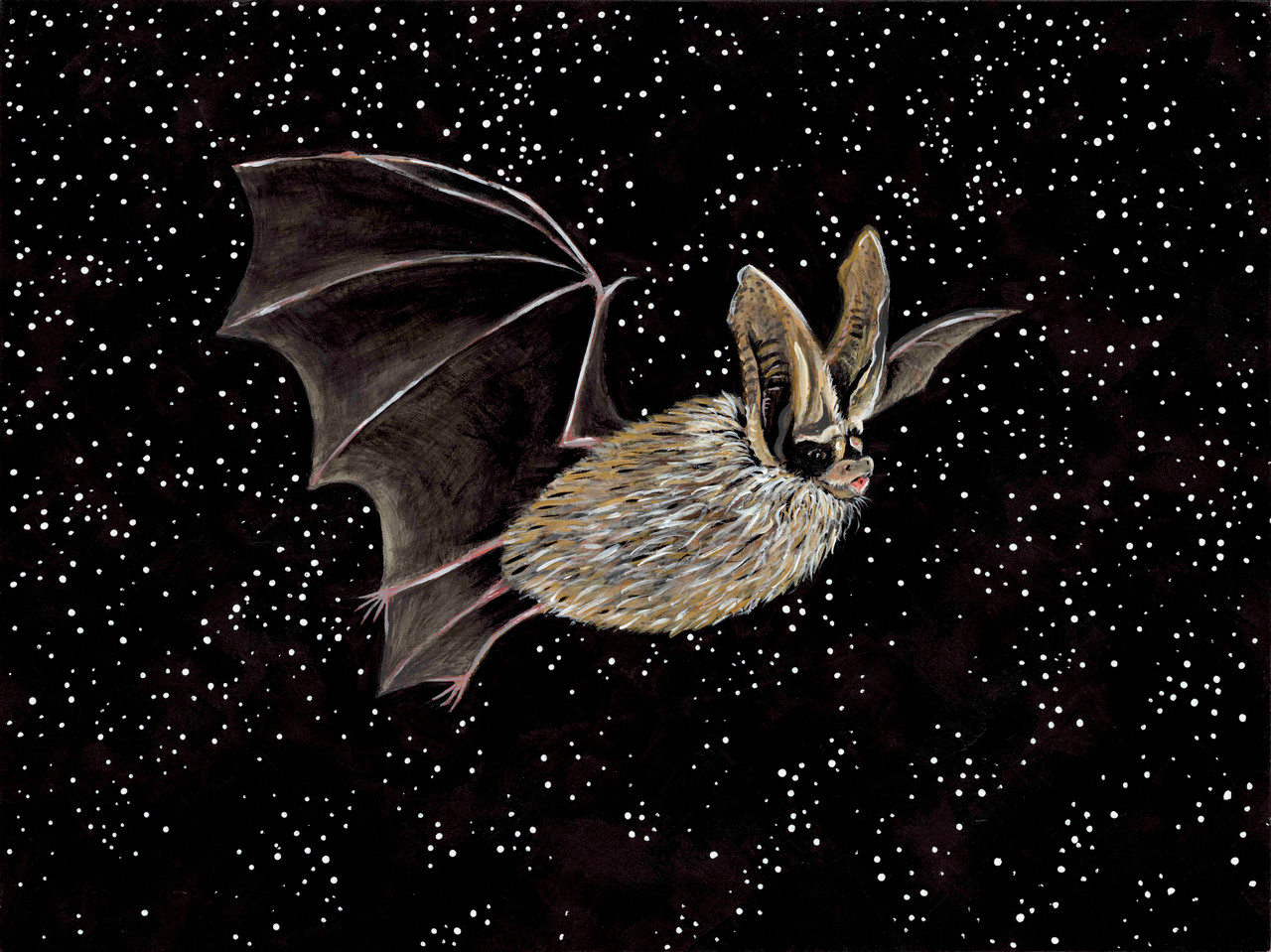 White-nosed syndrome art activism. Meet the Townsend's big-eared bat (Corynorhinus townsendii - SGCN)
