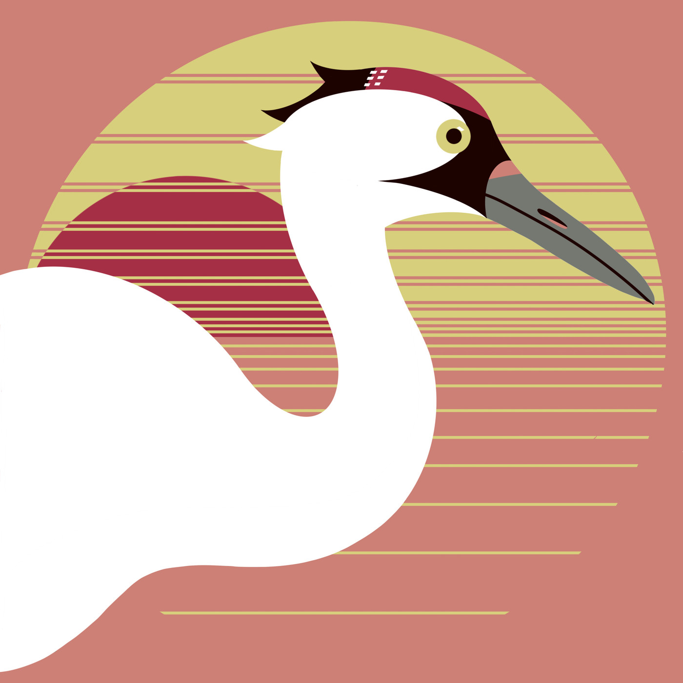 Whooping Crane (Grus americana)- Endangered