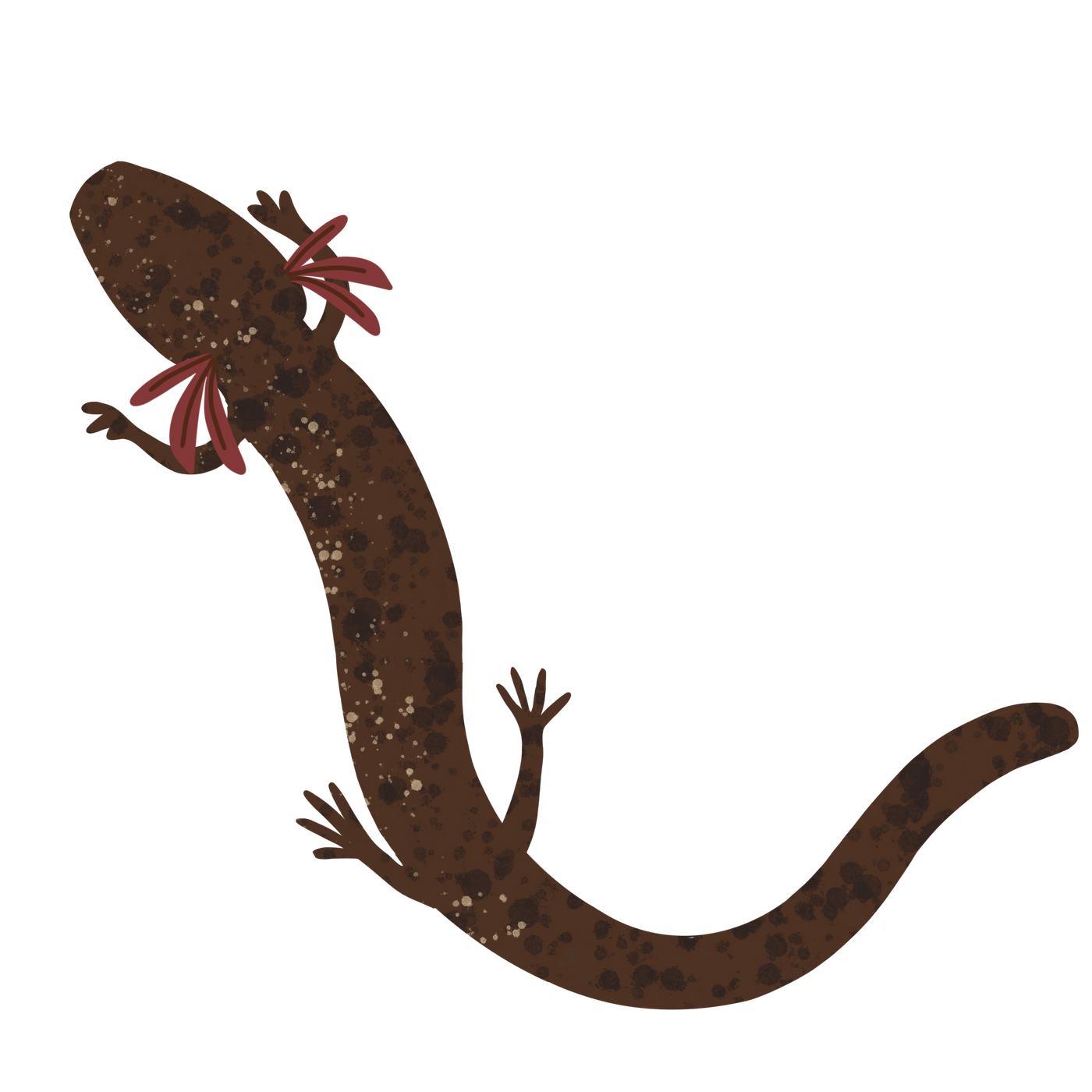 STICKER |  Jollyville Plateau Salamander (Eurycea tonkawae)