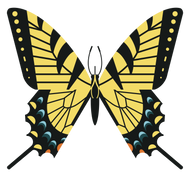 WILD NEIGHBORS SERIES: Eastern Tiger Swallowtail