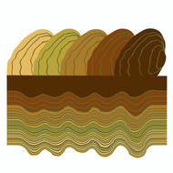 Texas Pimpleback (Cyclonaias petrina)