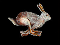 Davis Mountain Cottontail  (Sylvilagus robustus- SGCN) 