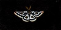  Greasewood Moth (Agapema galbina-SGCN)