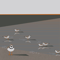 Piping Plover (Charadrius melodus)- Threatened 