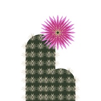 STICKER | Black Lace Cactus Sticker (Echinocereus fitchii ssp. albertii) Endangered Plant