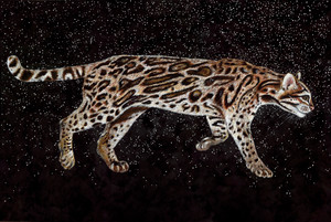 Ocelot (Leopardus Felis pardalis- Endangered) 
