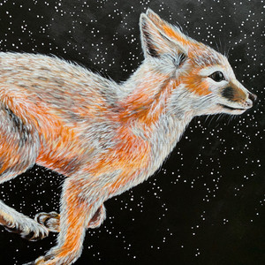 Swift Fox (Vulpes velox - SGCN)