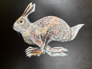 Diptych Davis Mountain Cottontail (Sylvilagus robustus- SGCN)