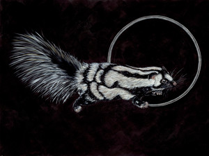 Western Spotted Skunk (Spilogale gracilis - SGCN)