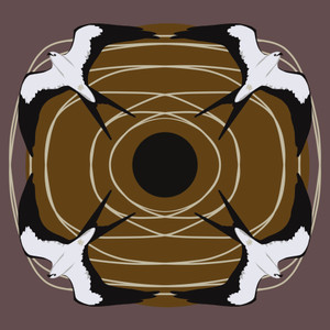 Swallow-tailed Kite (Elanoides forficatus)