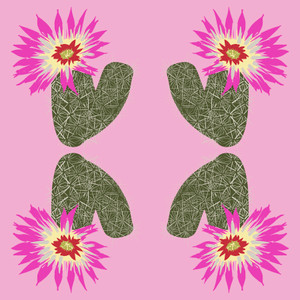 Chisos Mountains Hedgehog Cactus (Echinocereus chisoensis var. chisoensis)