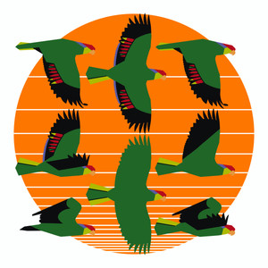 Red-Crowned Parrot (Amazona viridigenalis)- Threatened 