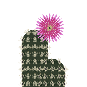STICKER | Black Lace Cactus Sticker (Echinocereus fitchii ssp. albertii) Endangered Plant