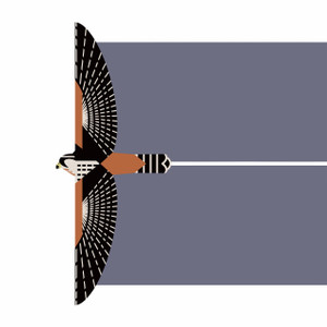 GREETING CARD | Northern Aplomado Falcon (Falco femoralis septentrionalis) - Endangered Bird