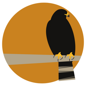 STICKER |  Zone-Tailed Hawk (Buteo albonotatus)- Threatened